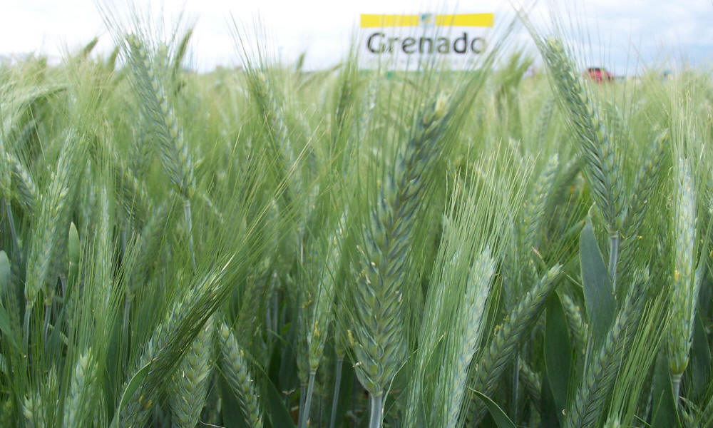 élevage seigle d'hiver blé triticale orge avoine pois féverole vesce luzerne graminées
