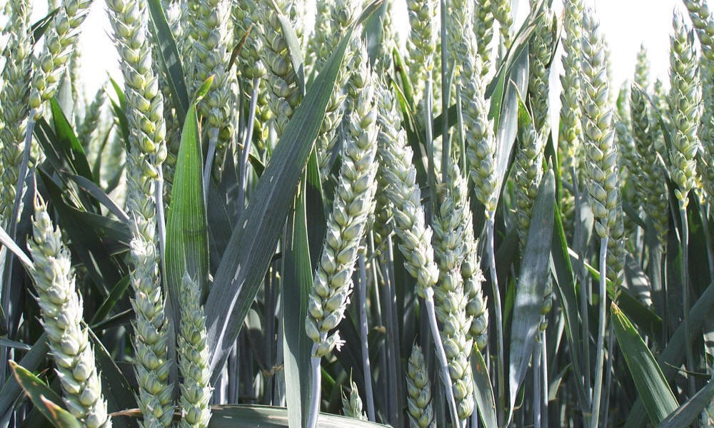 élevage seigle d'hiver blé triticale orge avoine pois féverole vesce luzerne graminées