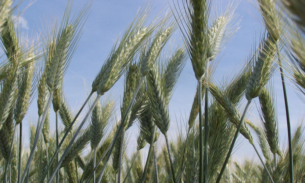 élevage seigle d'hiver blé triticale orge avoine pois féverole vesce luzerne graminées