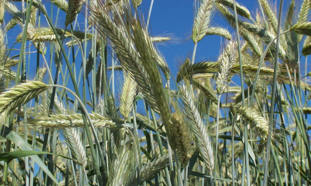 élevage seigle d'hiver blé triticale orge avoine pois féverole vesce luzerne graminées