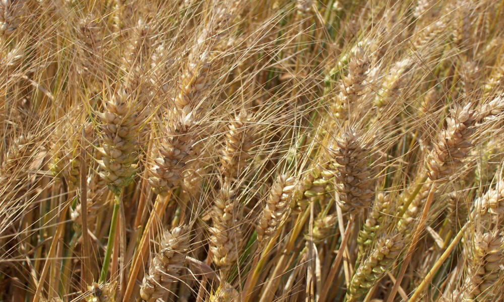 élevage seigle d'hiver blé triticale orge avoine pois féverole vesce luzerne graminées