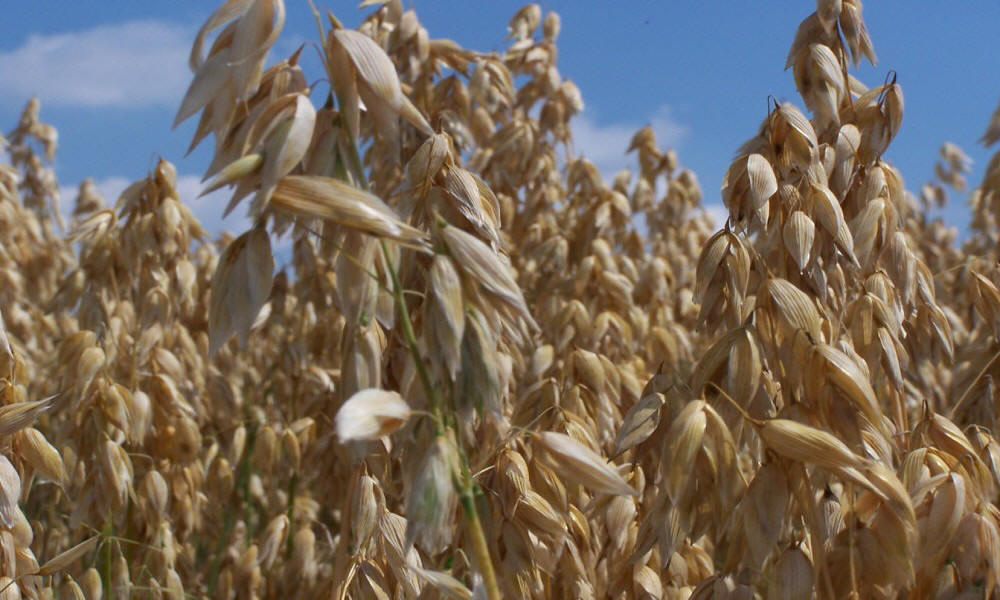 élevage seigle d'hiver blé triticale orge avoine pois féverole vesce luzerne graminées
