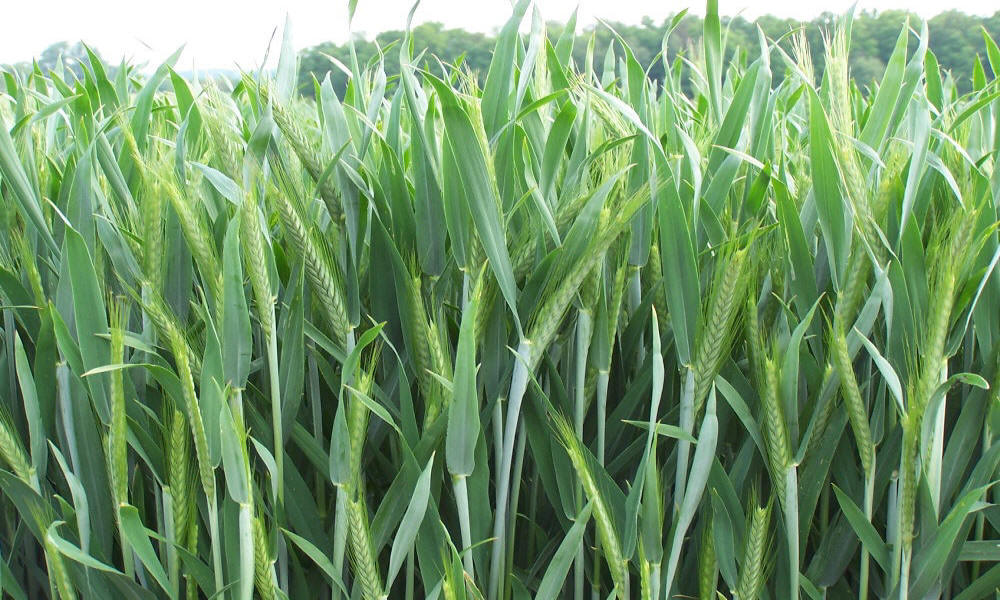 élevage seigle d'hiver blé triticale orge avoine pois féverole vesce luzerne graminées