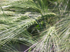 élevage seigle d'hiver blé triticale orge avoine pois féverole vesce luzerne graminées