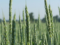 élevage seigle d'hiver blé triticale orge avoine pois féverole vesce luzerne graminées