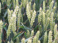 élevage seigle d'hiver blé triticale orge avoine pois féverole vesce luzerne graminées