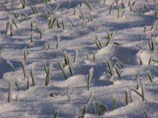élevage seigle d'hiver blé triticale orge avoine pois féverole vesce luzerne graminées