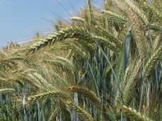 élevage seigle d'hiver blé triticale orge avoine pois féverole vesce luzerne graminées