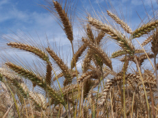 élevage seigle d'hiver blé triticale orge avoine pois féverole vesce luzerne graminées