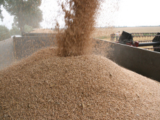 élevage seigle d'hiver blé triticale orge avoine pois féverole vesce luzerne graminées
